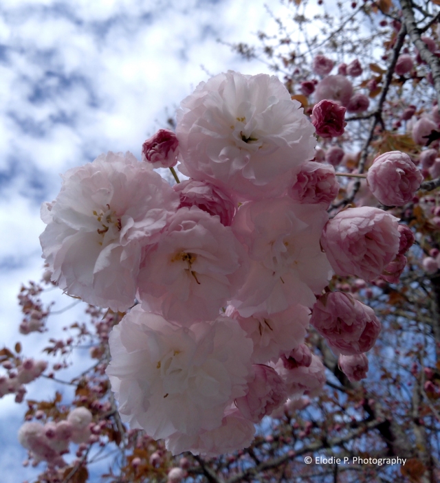 20240331 - cherry blossom -3