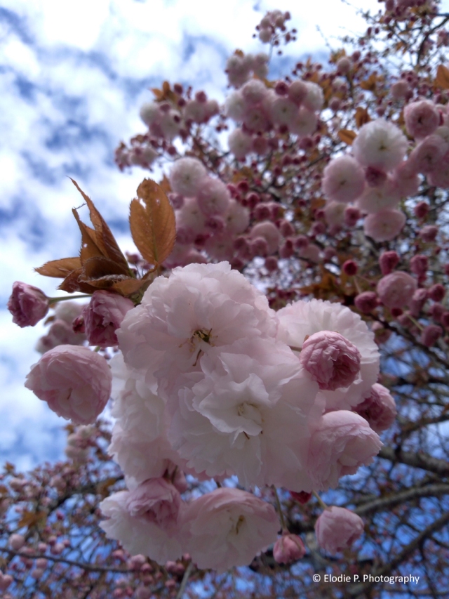 20240401 - cherry blossom -4